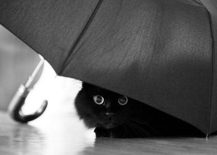 Котенок под дождем