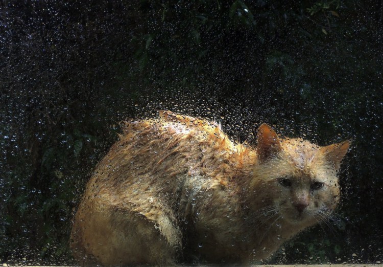 Животные под дождем