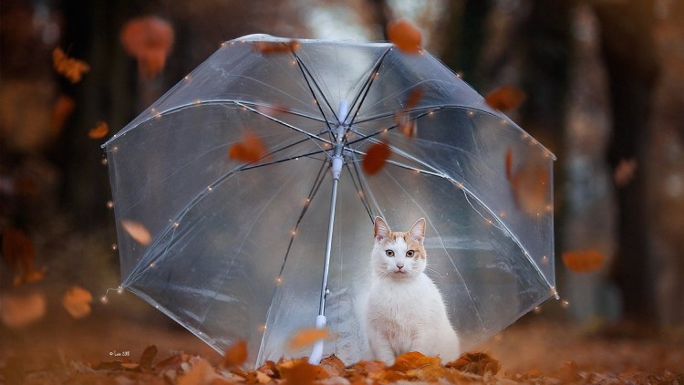 Котик с зонтиком