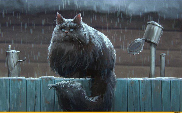 Кот под дождем