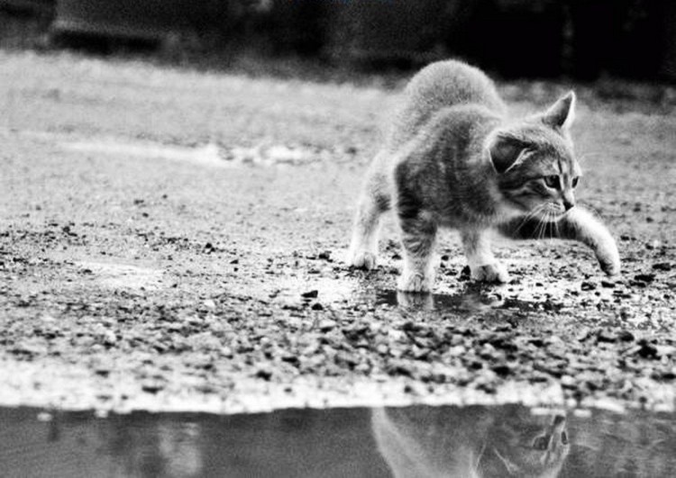 Котенок под ливнем