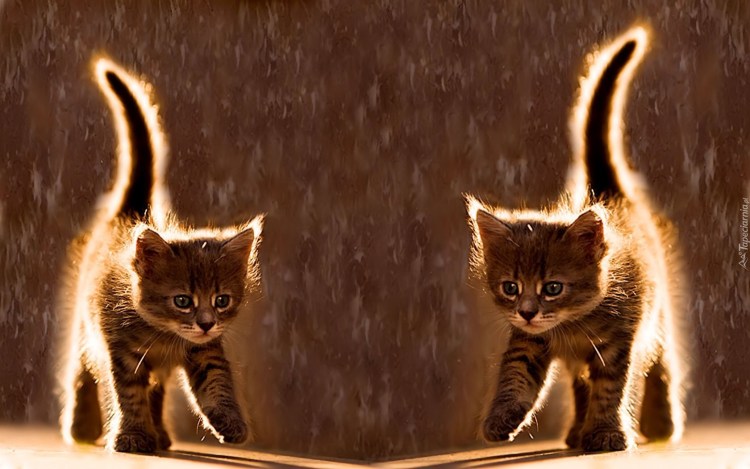 Котенок в луже