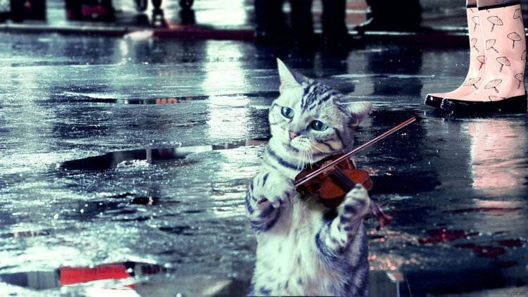Кот и дождь