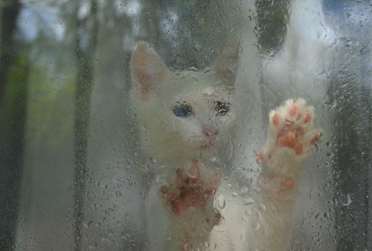 Кот и дождик