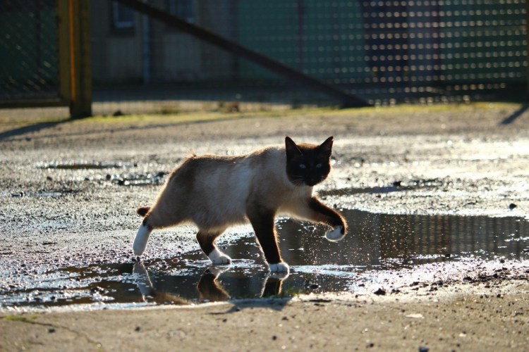 Кот по лужам