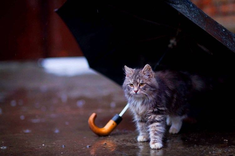 Кот на улице под дождём