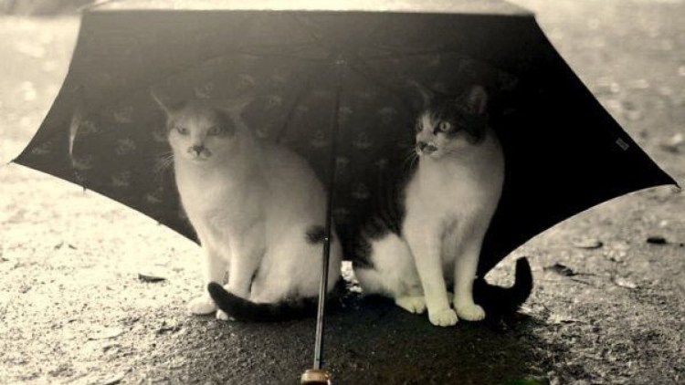 Грустный дождь