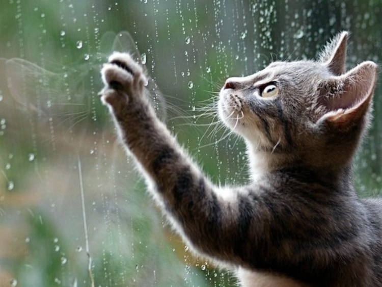 Кошка и дождь