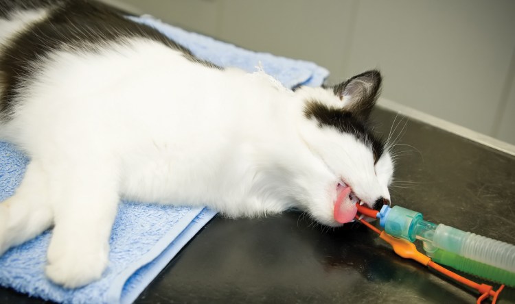 Мукоцеле слюнных желез у кошек