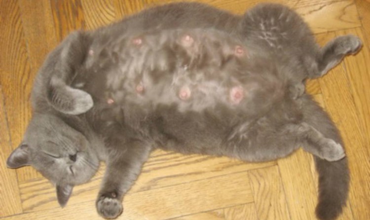 Идиопатический цистит у кошек