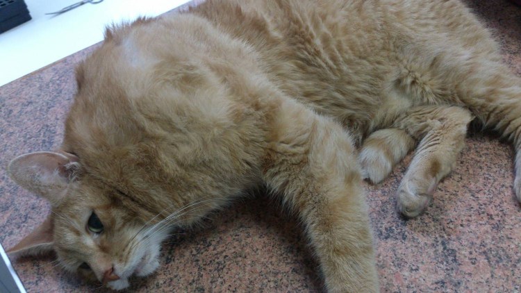 Коты с большим подбородком