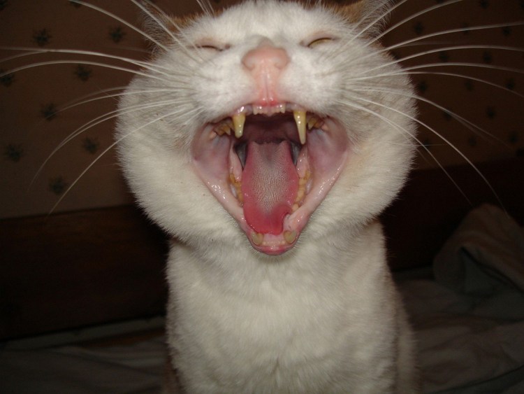 Кальцивироз (эозинофильная гранулема)