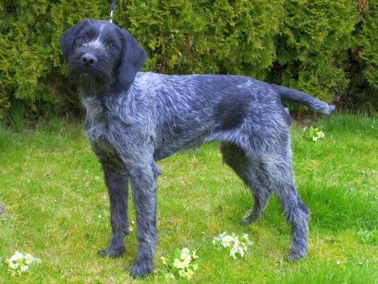 Порода собак дратхаар
