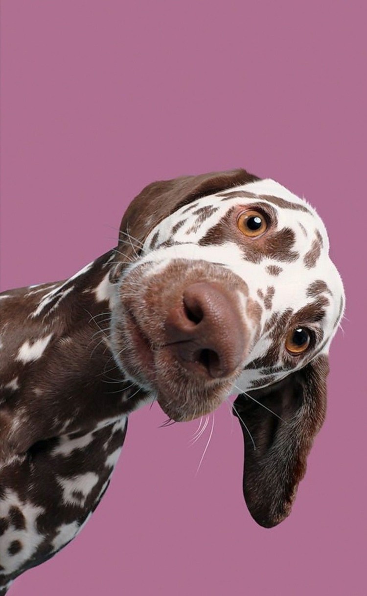 Доберман пинчер злой