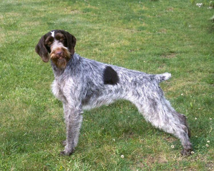 Немецкая охотничья собака Курцхаар