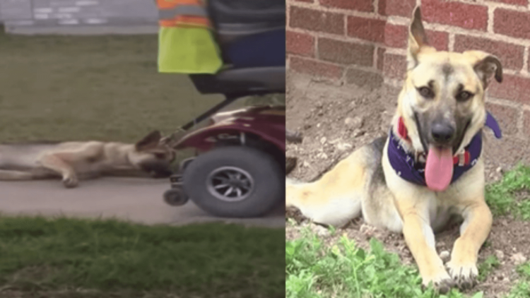 Собака катается по земле