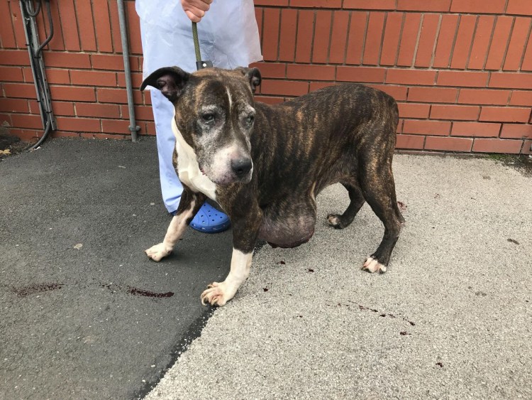 Американский пит стафф терьер