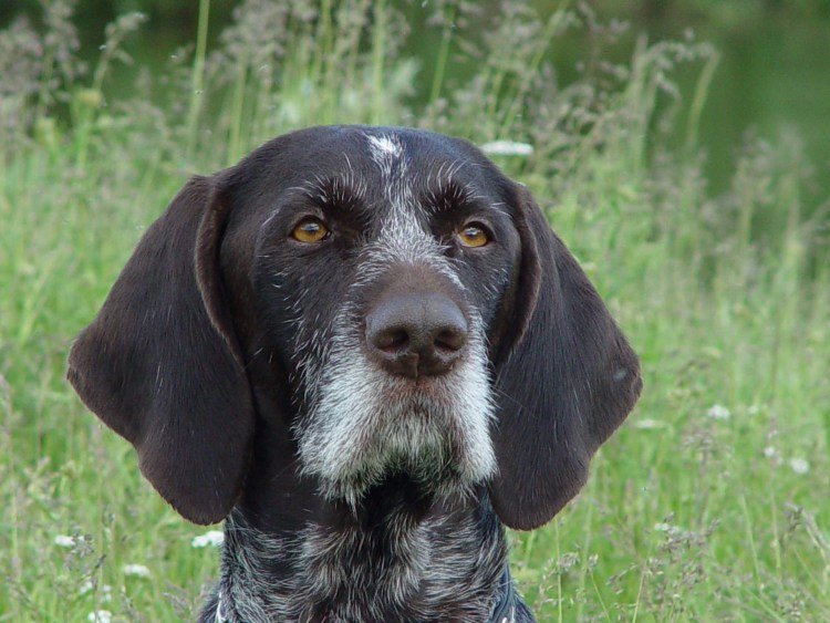 Немецкая жесткошерстная легавая дратхаар