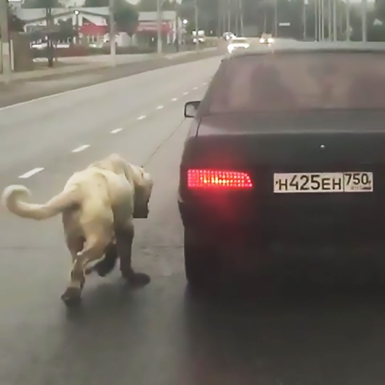 Голландская овчарка Квазимодо