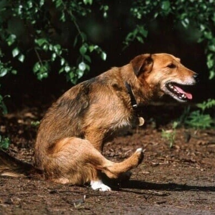 Стаффордширский терьер загрыз