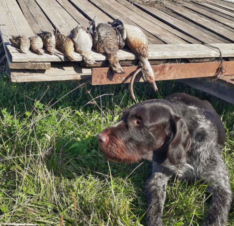 Дратхаар собака