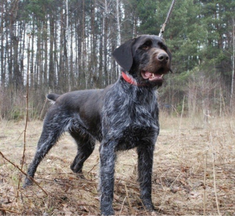 Собака Дойч дратхаар