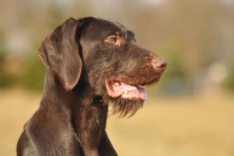 Харддраг собака