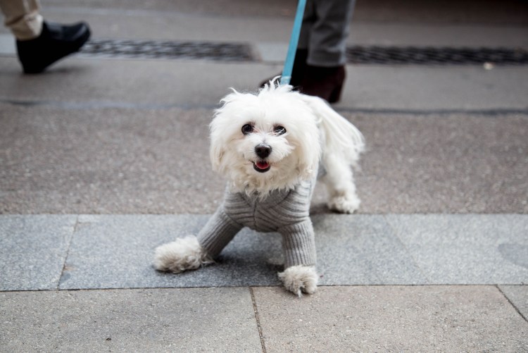Бездомная немецкая овчарка