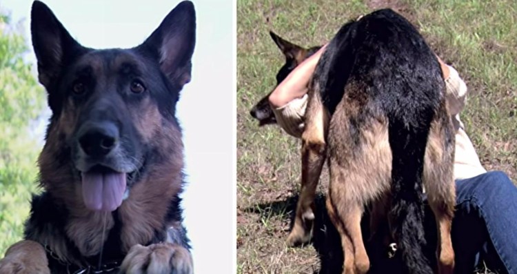 Гиф с собакой и бабушкой