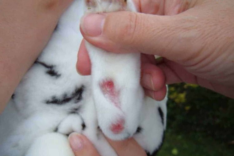 Пододерматит подушечек лап