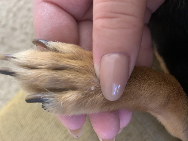 Натоптыши на лапах у кошек