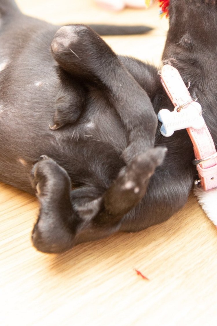 Собачья лапа