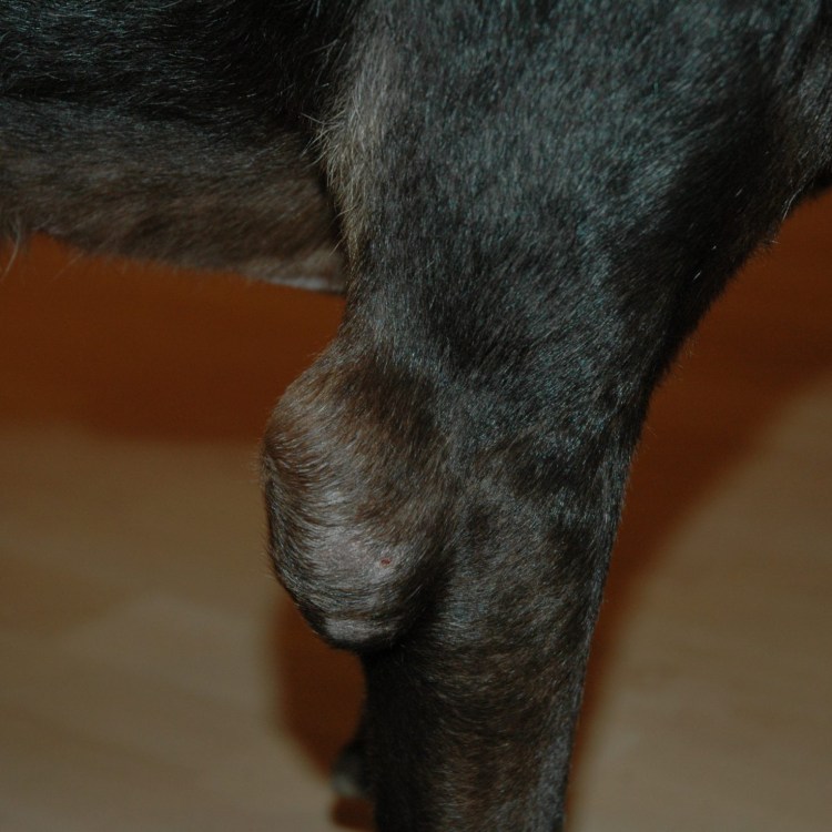 Массаж для собак