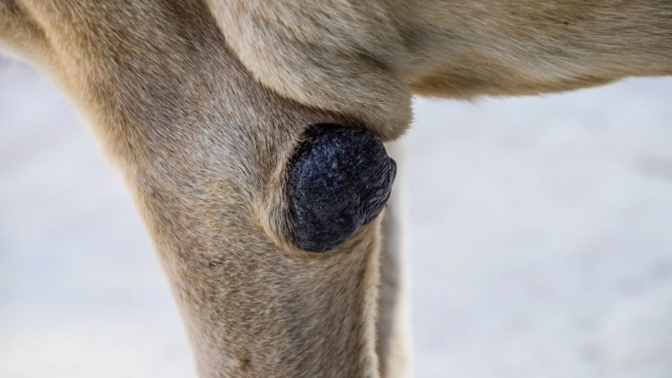 Фрамбезийный гиперкератоз