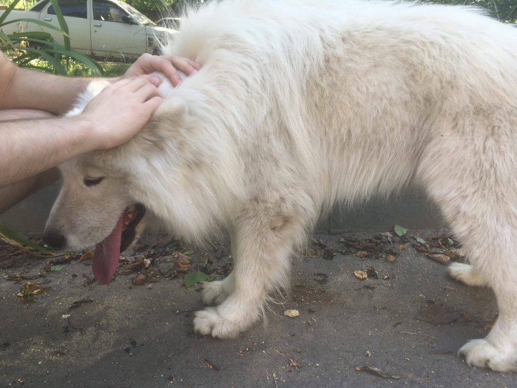 Русская борзая подушечки лап