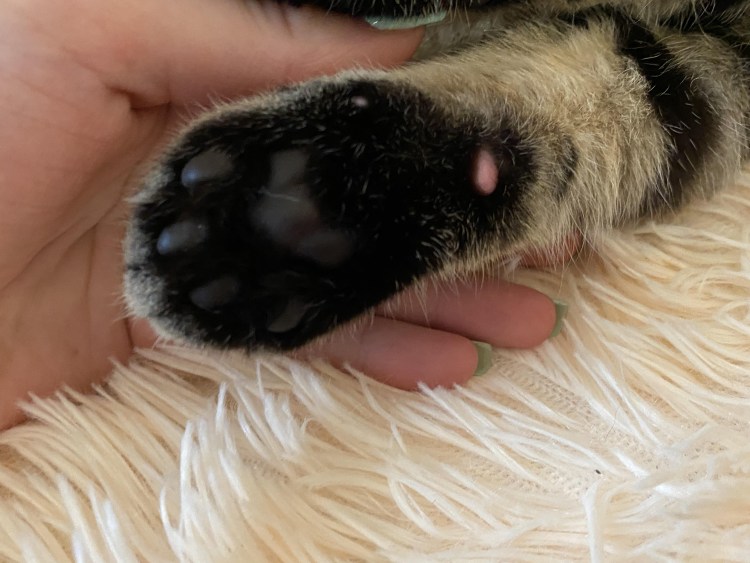 Лапы лабрадора