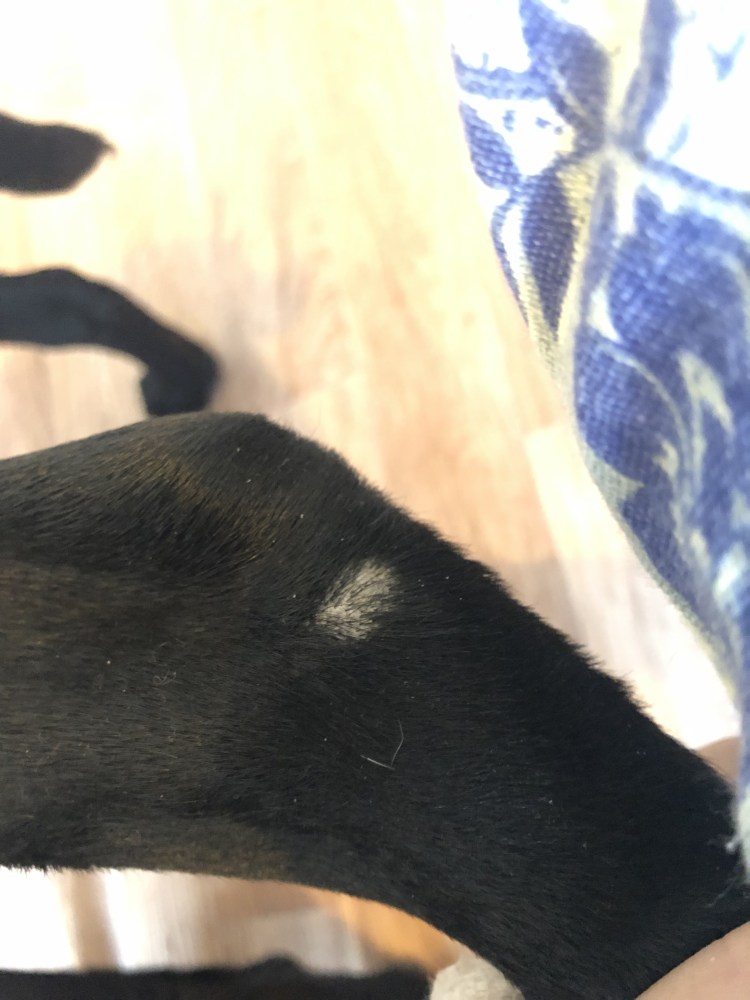 Мозоли на подушечках лап собак