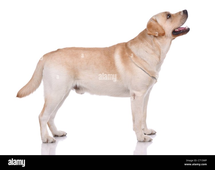 Воспаление подушечек лап