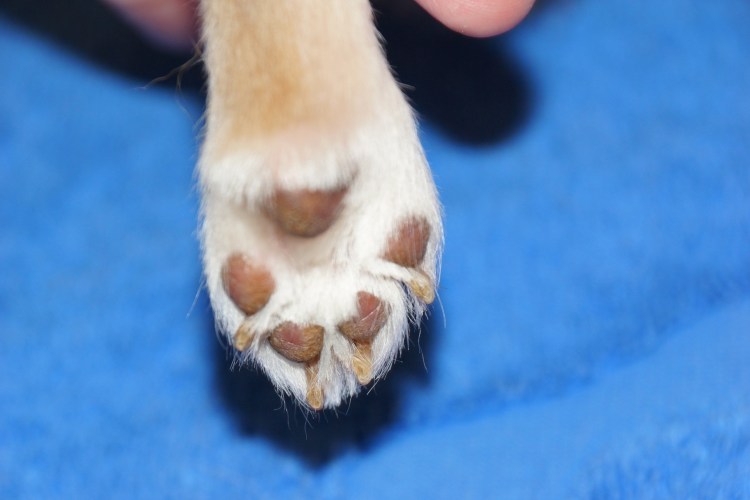 Собачий иксодовый клещ