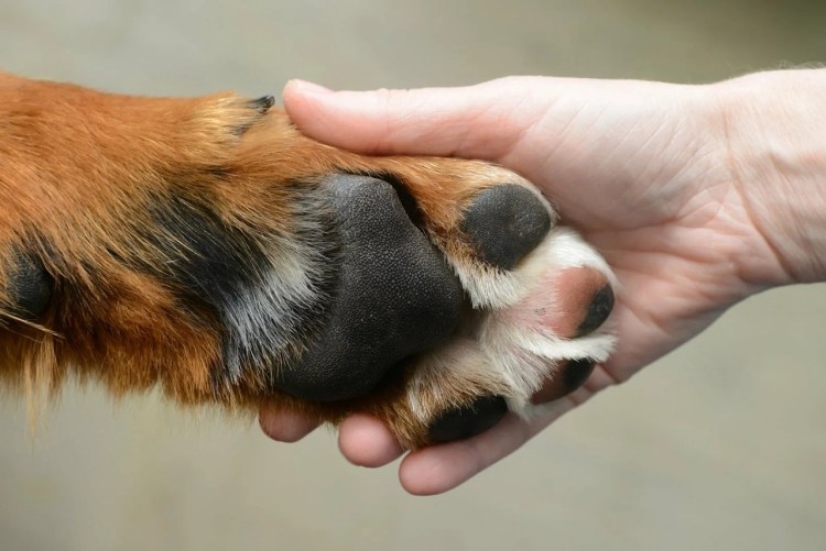 Здоровые подушечки лап