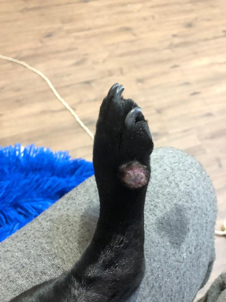 Прибылых (рудиментарных) пальцев