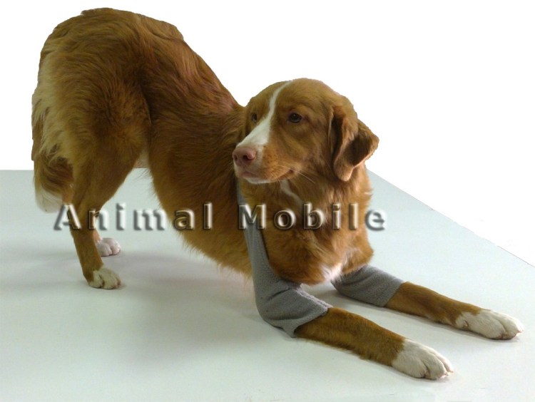 Плюсна анатомия собаки лапа