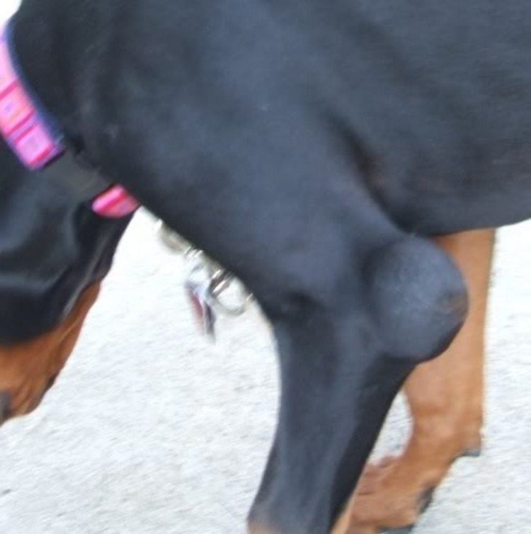 Межпалтцевый рододериатии