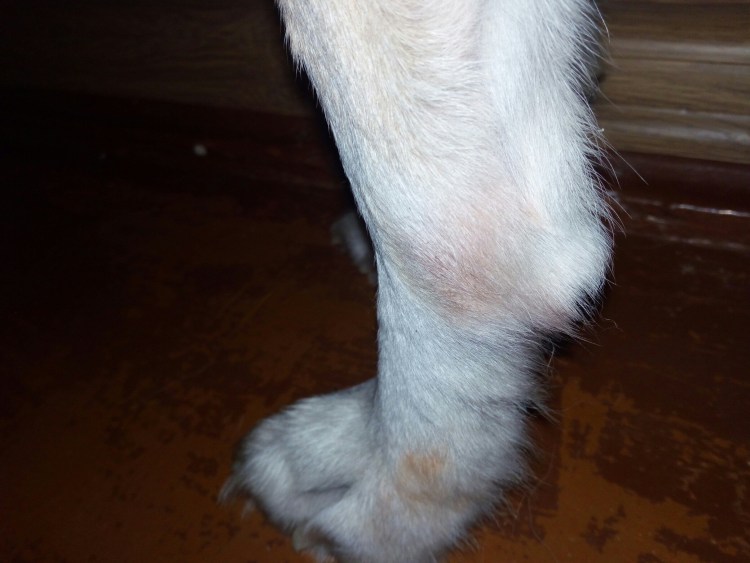 Черная шишка на лапе у собаки