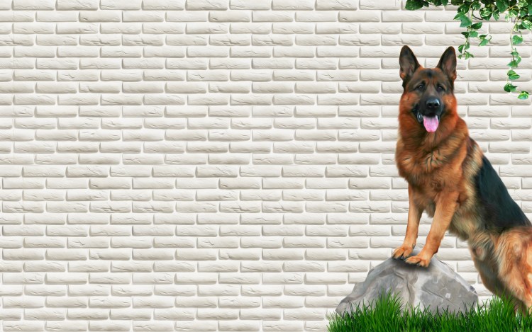 Немецкая овчарка Квазимодо