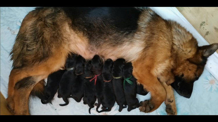 Новорожденных щенки кавказской овчарки
