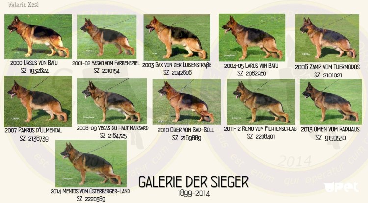 Беременность собак таксы