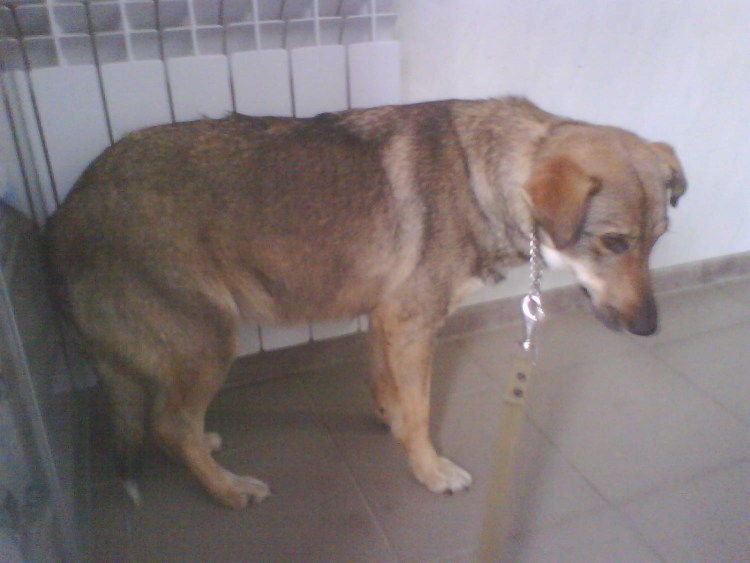 Брошенный беременный пес