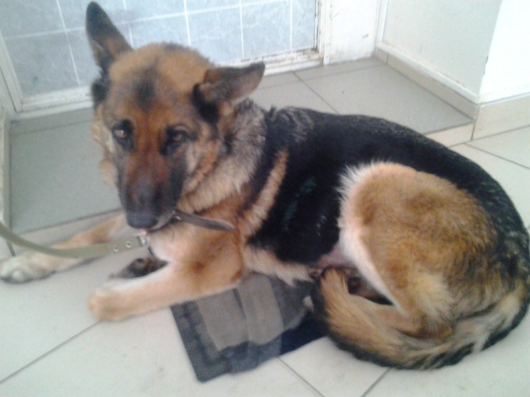 Лапы немецкой овчарки