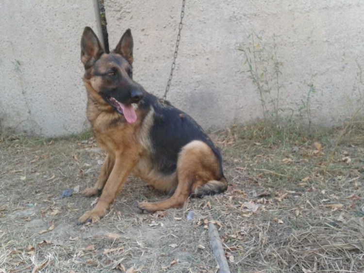 Беременная овчарка